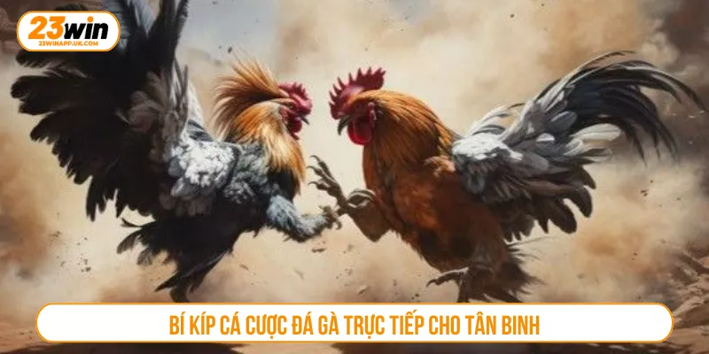 Bí kíp cá cược đá gà trực tiếp cho tân binh