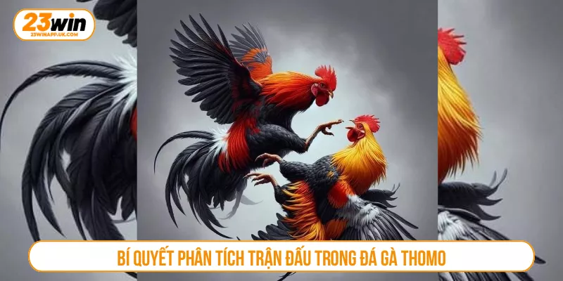 Bí quyết phân tích trận đấu trong đá gà Thomo