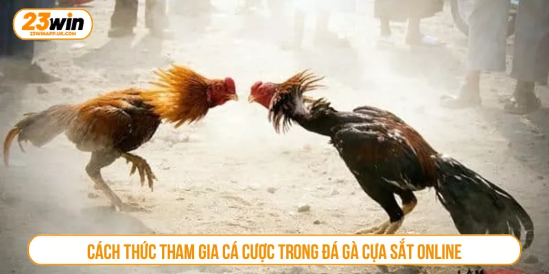 Cách thức tham gia cá cược trong đá gà cựa sắt online