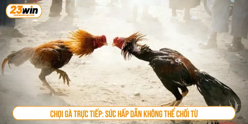 Chọi gà trực tiếp: Sức hấp dẫn không thể chối từ