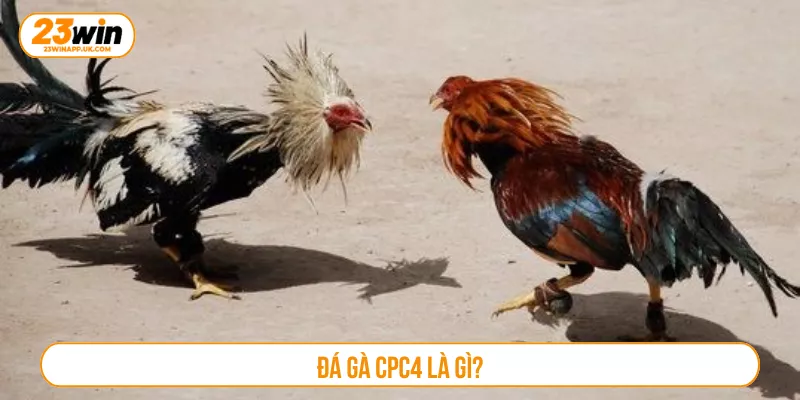 Đá gà CPC4 là gì?