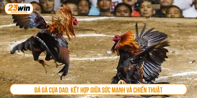 Đá gà cựa dao: Kết hợp giữa sức mạnh và chiến thuật