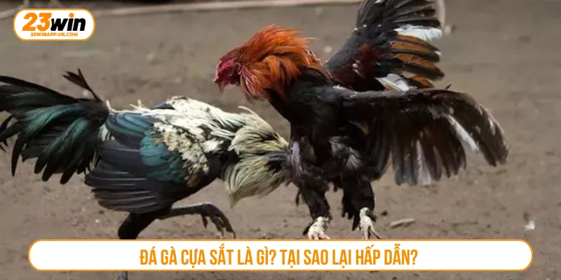 Đá gà cựa sắt là gì? Tại sao lại hấp dẫn?