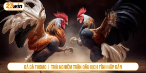 Đá Gà Thomo | Trải Nghiệm Trận Đấu Kịch Tính Hấp Dẫn