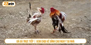 Đá Gà Trực Tiếp | Xem Chọi Kê Đỉnh Cao Ngay Tại Nhà