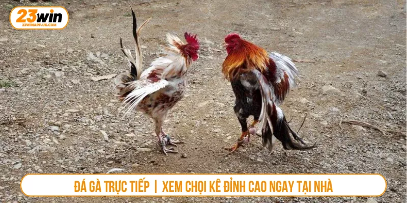 Đá Gà Trực Tiếp | Xem Chọi Kê Đỉnh Cao Ngay Tại Nhà