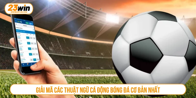 Giải mã các thuật ngữ cá động bóng đá cơ bản nhất