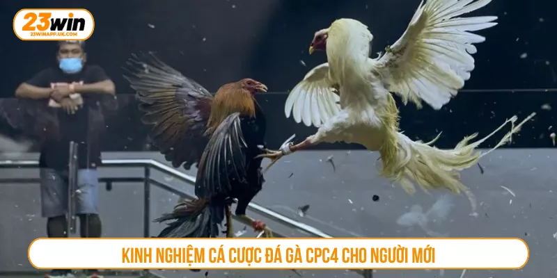 Kinh nghiệm cá cược đá gà CPC4 cho người mới