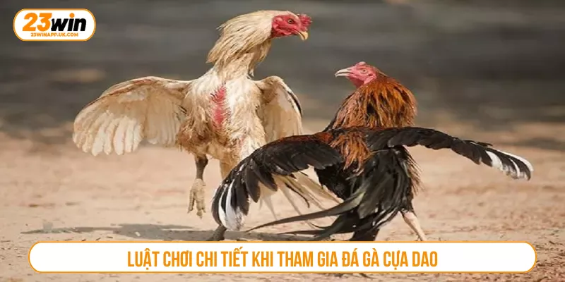 Luật chơi chi tiết khi tham gia đá gà cựa dao