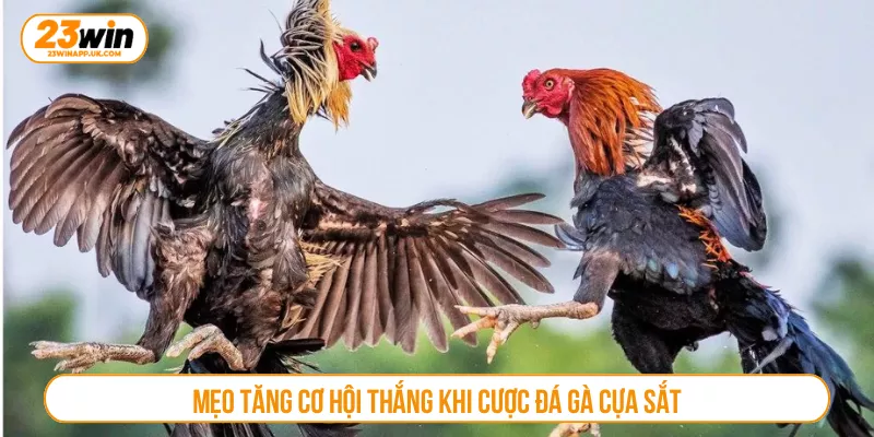 Mẹo tăng cơ hội thắng khi cược đá gà cựa sắt