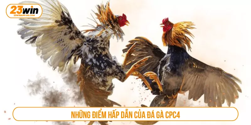 Những điểm hấp dẫn của đá gà CPC4
