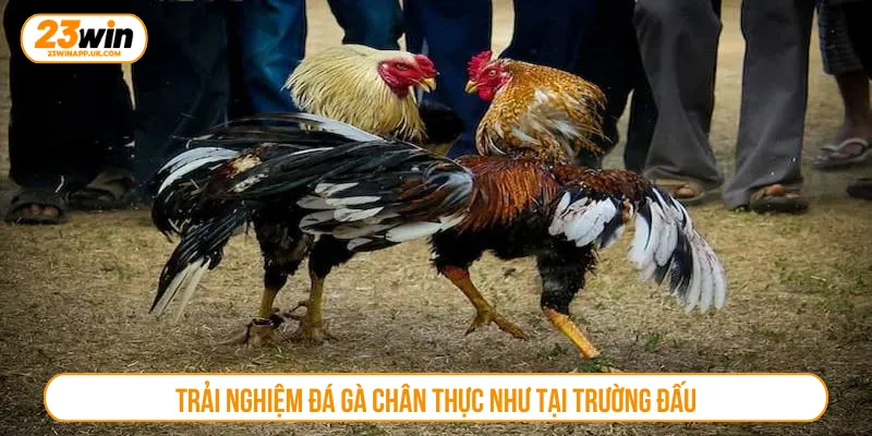 Sảnh đá gà được săn đón hàng đầu tại nhà cái 23WIN