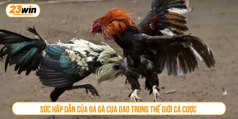 Sức hấp dẫn của đá gà cựa dao trong thế giới cá cược