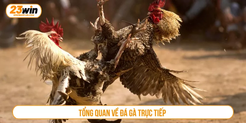 Tổng quan về đá gà trực tiếp